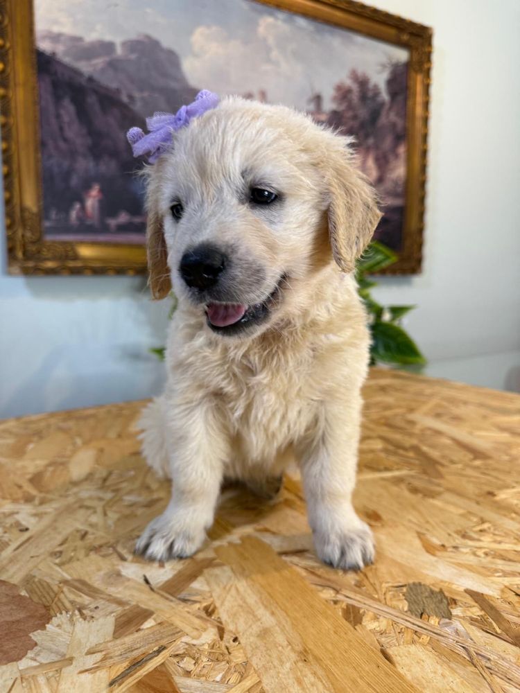Golden Retriever LOP pedigree ( femea )
