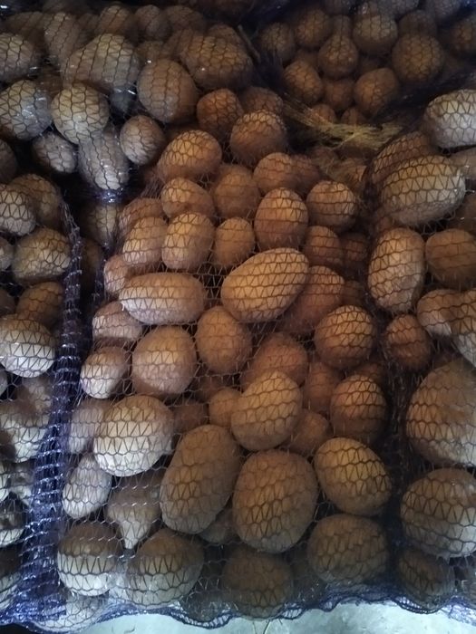 Ziemniaki jadalne Vineta, Bellarosa, Jurek