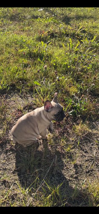 bulfog francuski ZKwP FCI suczka