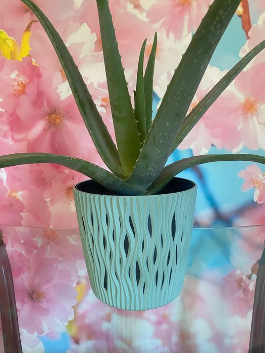 Aloé Vera Medicinal