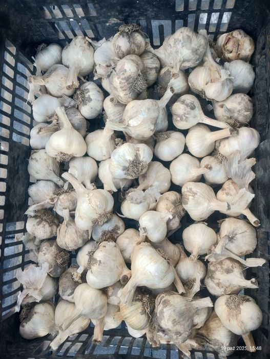 Czosnek wiosenny jarus