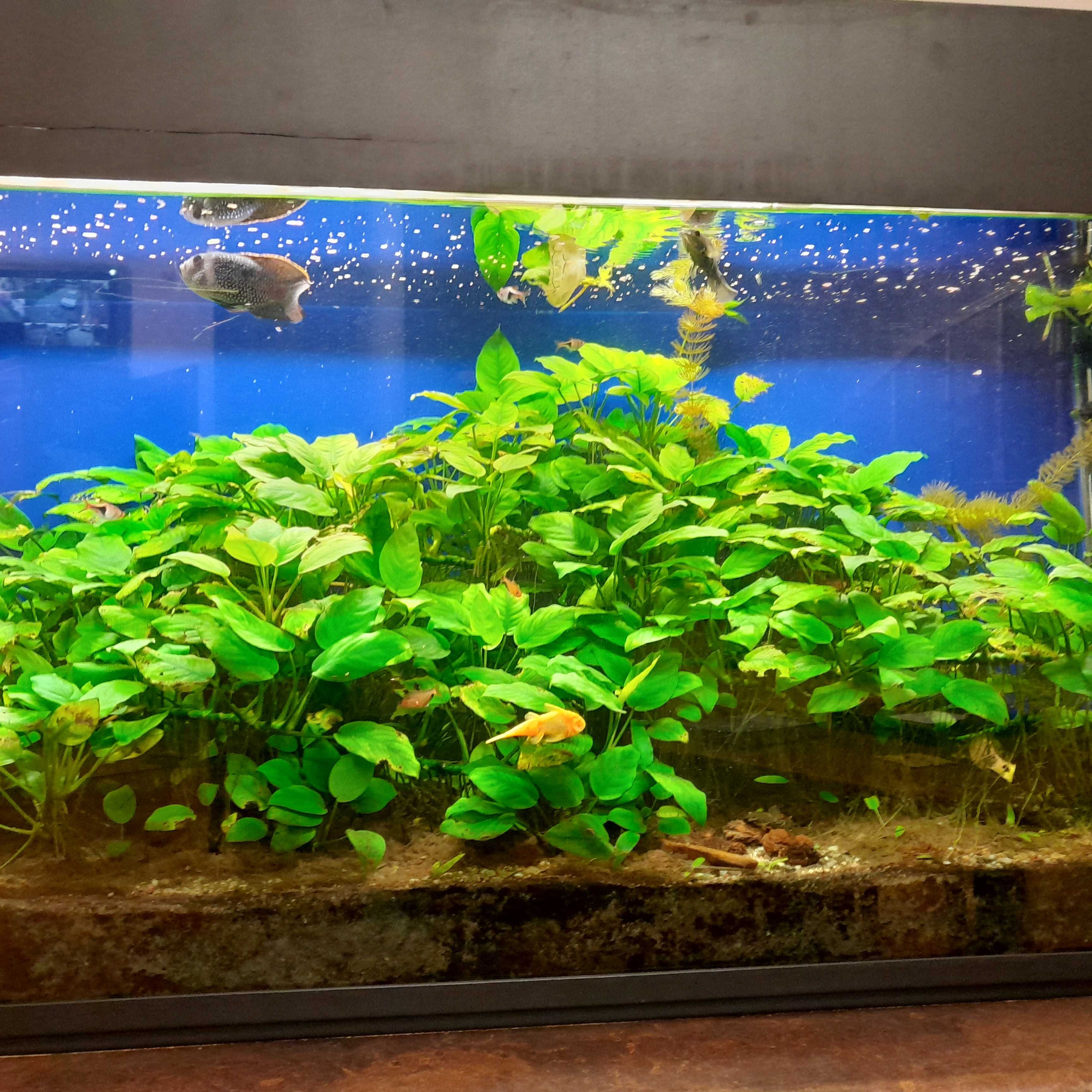 Anubias kłącza - własna hodowla