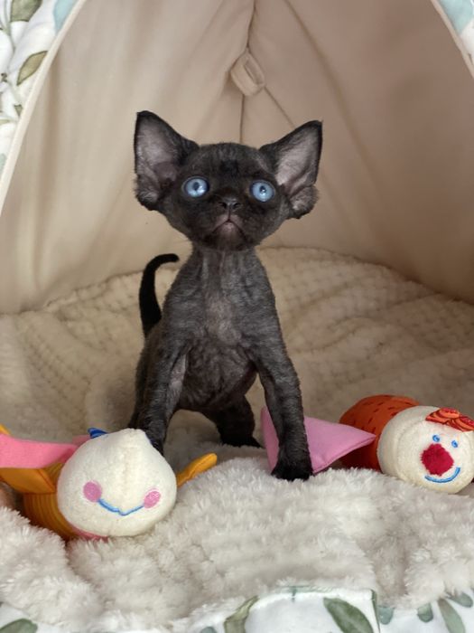 Morgan Calvados*PL  czarny chłopczyk  Devon Rex