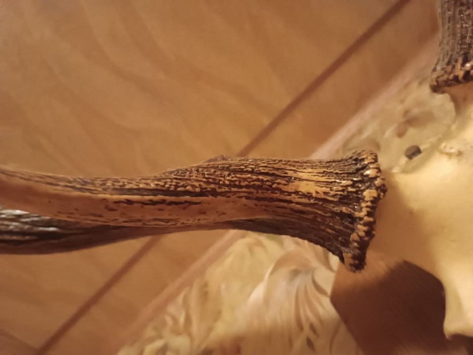 Роги оленя натуральні