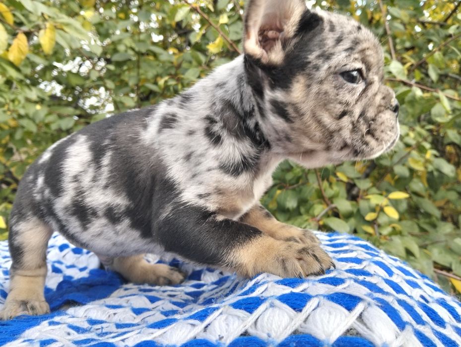 Продам цуценят породи французький бульдог  вік 1,5 місяця