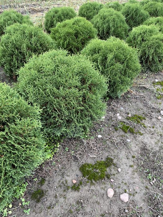 Thuja occidentalis 'Hoseri' Żywotnik zachodni 'Hoseri' 0,5 m