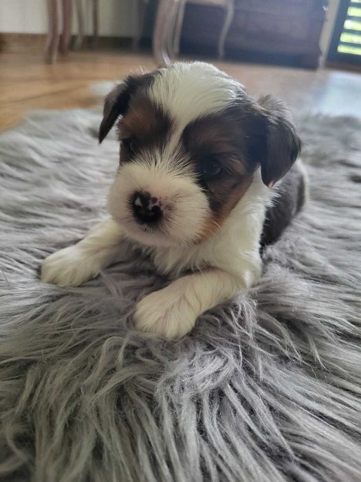 Yorkshire Terrier Blueberry  chłopiec  niebieskie oczko. Rezerwacja.