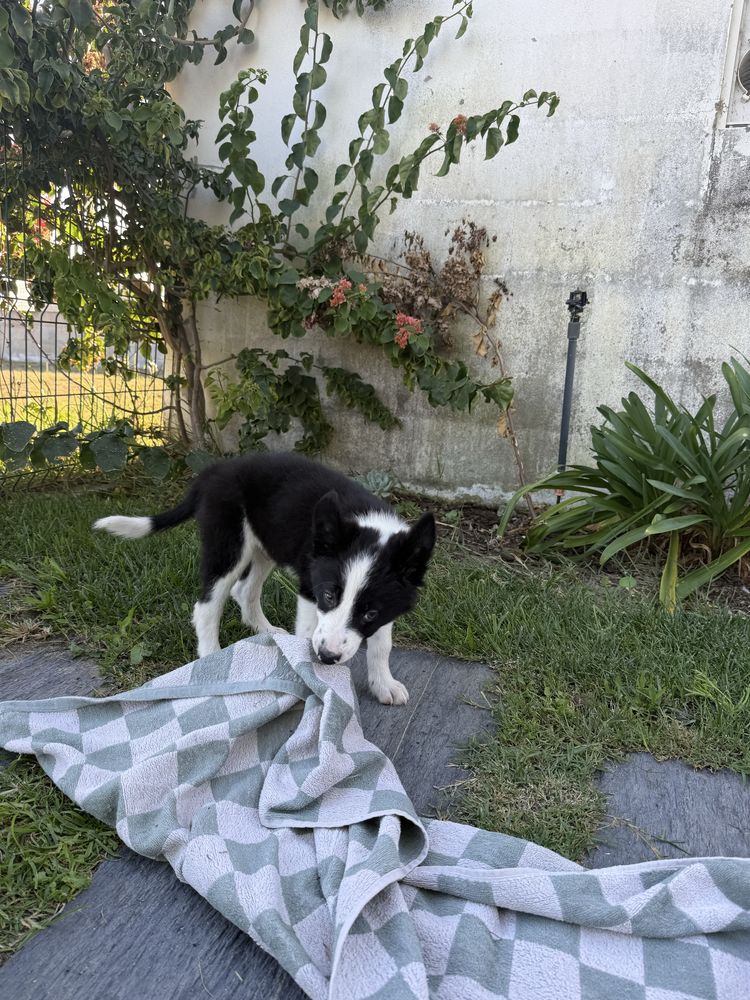 Border Collie preto e branco
