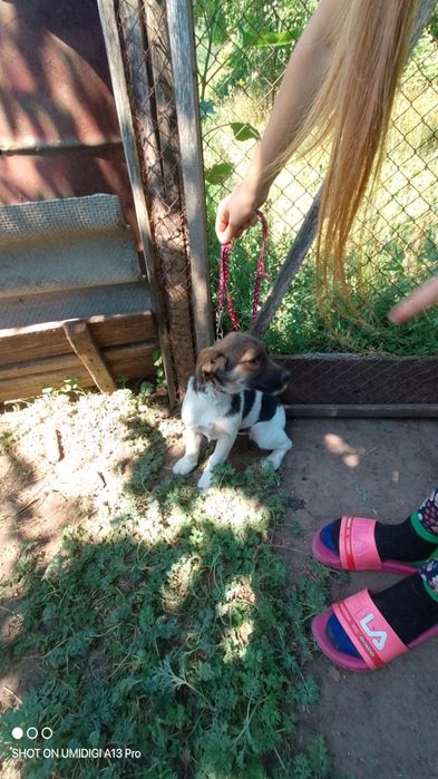 Віддам цюцяна в добрі руки