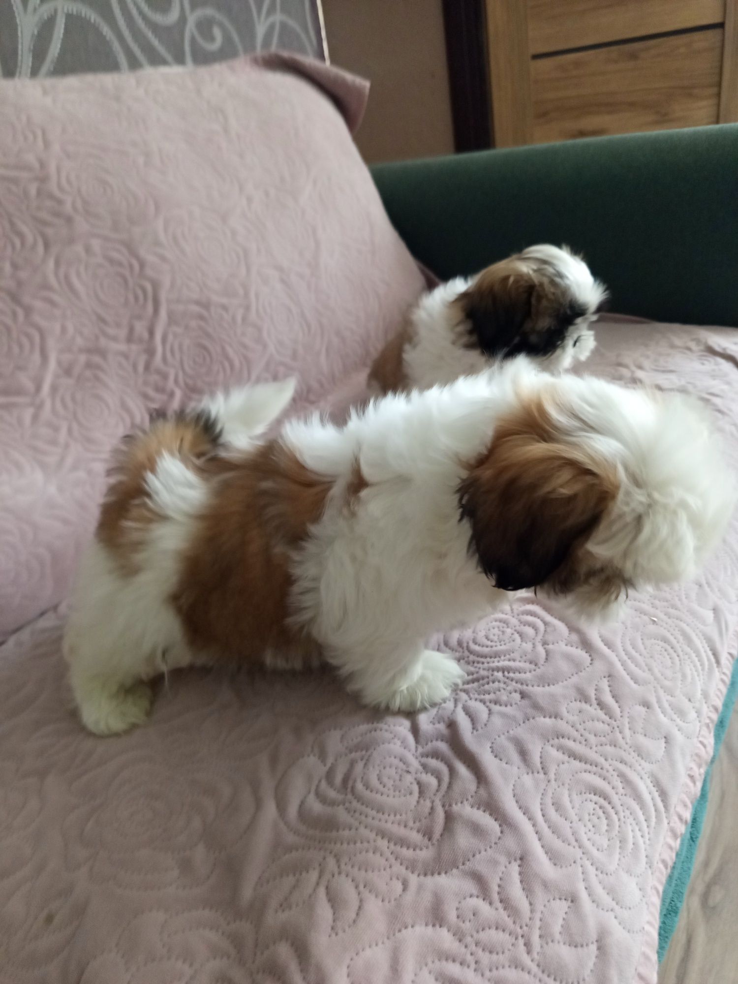 Śliczny piesek shih-tzu z rodowodem