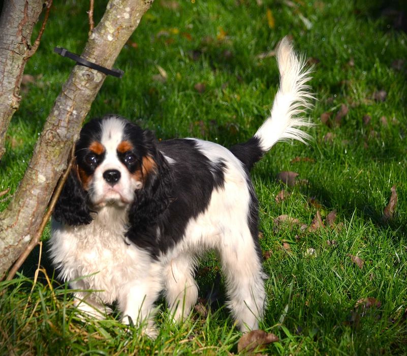Cavalier King Charles Spaniel - piesek FCI