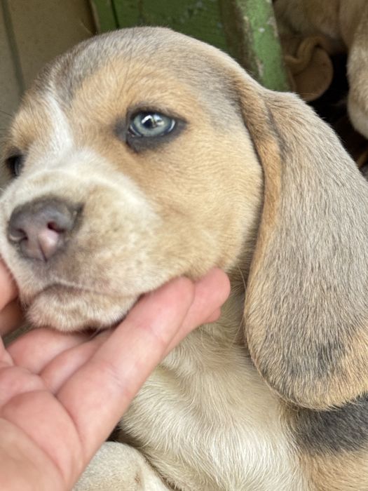 Бігль дівчинка з блакитними очима та документами