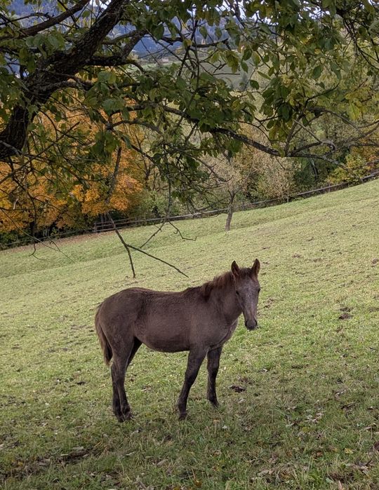 Продається лошиця 1,5 року лиса
