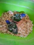 1 loris maluccanus para criar a mao