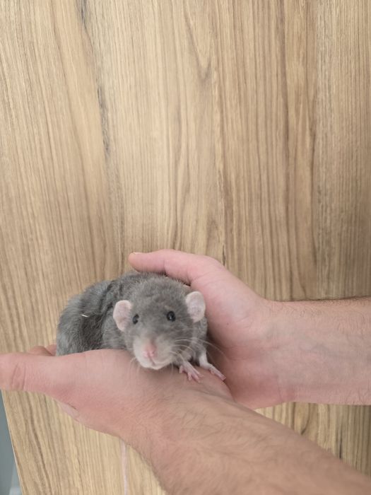 Oddam szczurki szczury dumbo 8 miesięcy w dobre ręce