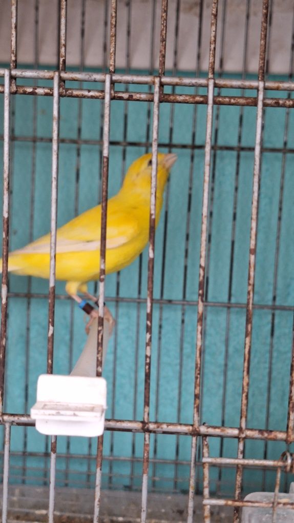 Canário Amarelo Intenso 2025