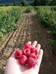 Sprzedam maliny jesienne