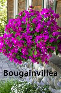 Бугенвілія (Bougainvillea)