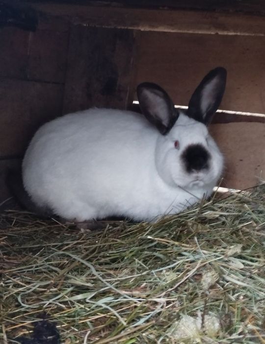 Кролі Каліфорнія