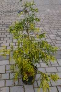 Cyprys groszkowy wysokie krzewy w formie drzewek 110 - 130 cm- 5 sztuk