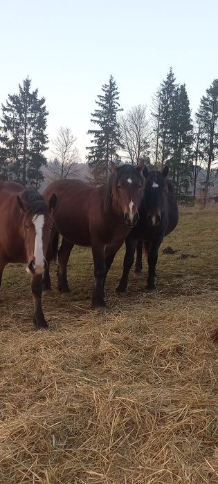 Klacze sztumskie rocznik 2024