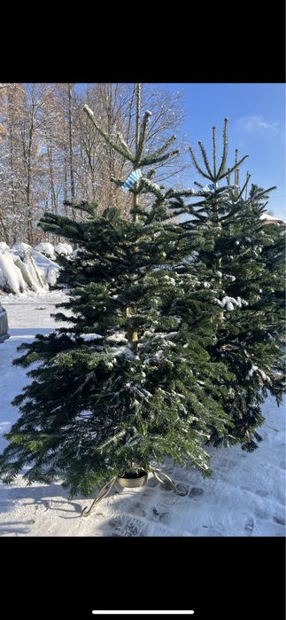 SOSNOWIEC CHOINKI świeże jodła świerk cięte doniczkowe śląsk