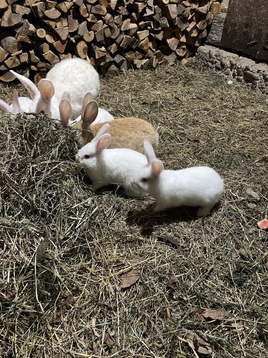 Продаються молоді кролики породи Термон