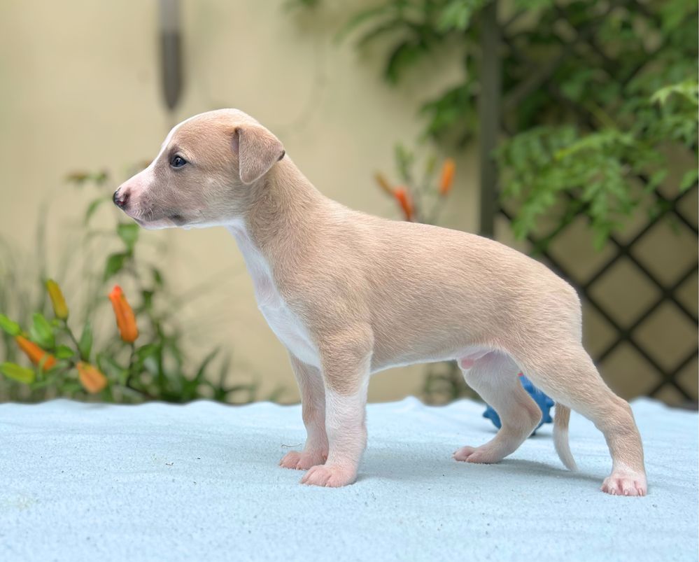 Whippet chart angielski