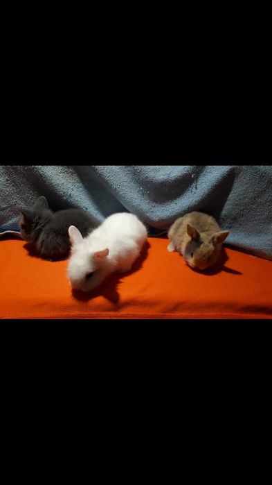 Декоративні кролики,  карликові кролики