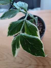 Hoya poluneura albomarginata - rezerwacja