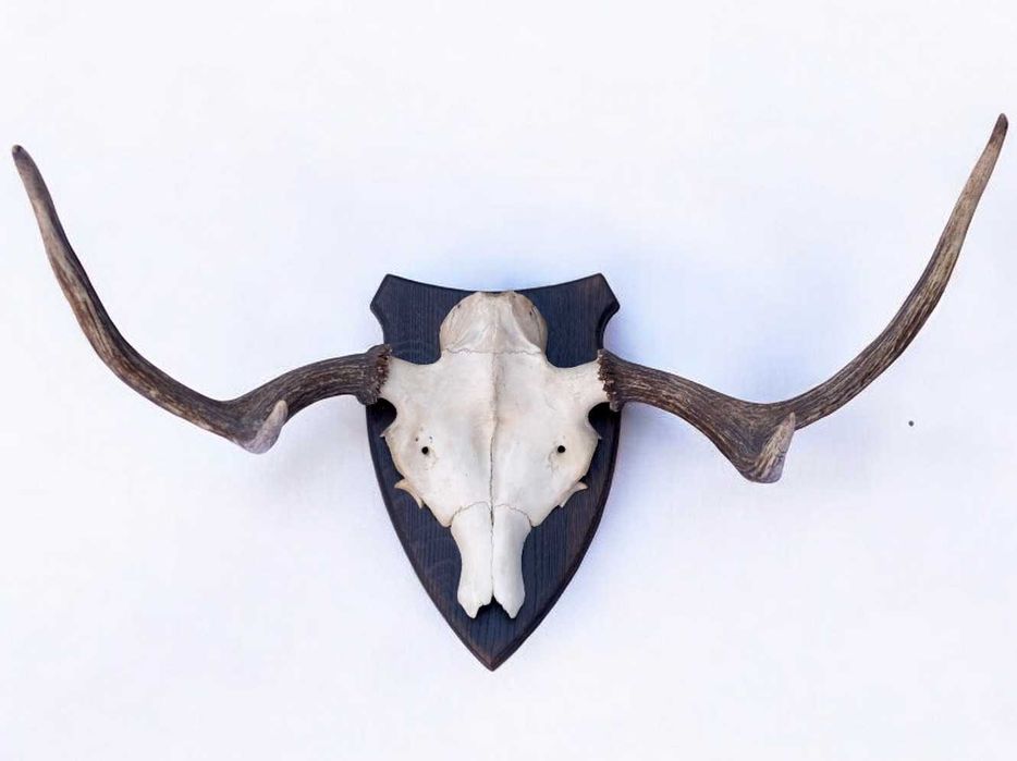 Poroże łosia łoś badylarz widłak 3kg rogi trofeum 42cm