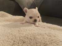 Chihuahua szczeniak suczka Mini ! Bardzo bardzo maleńka XXS