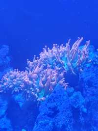 Ukwial Quadricolor Rainbow Akwarium Morskie Koral