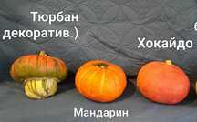 Насіння гарбуза. Бенінказа. Декоративні гарбузи. Вірменський огірок.