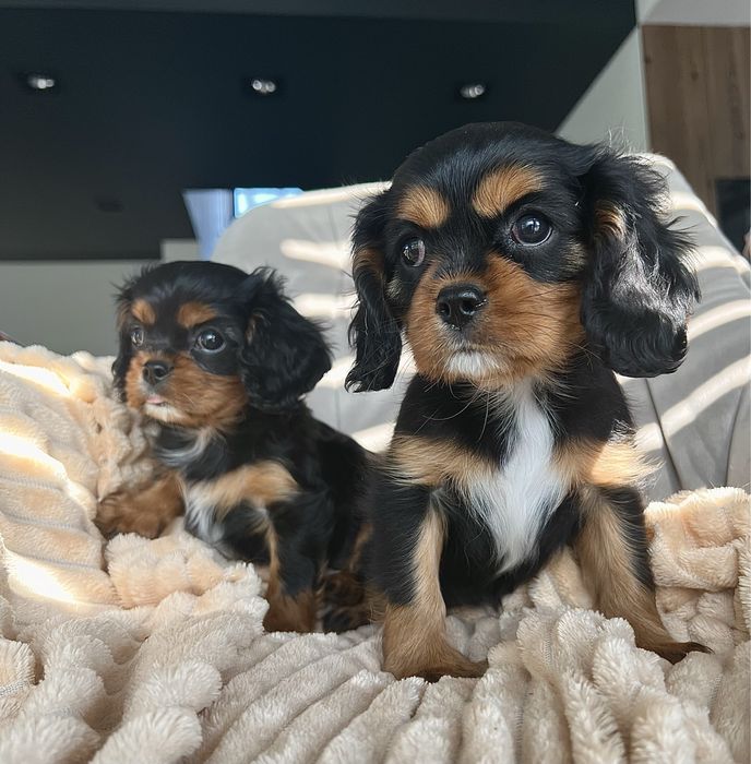 Cavalier King Charles Spaniel black&tan piesek