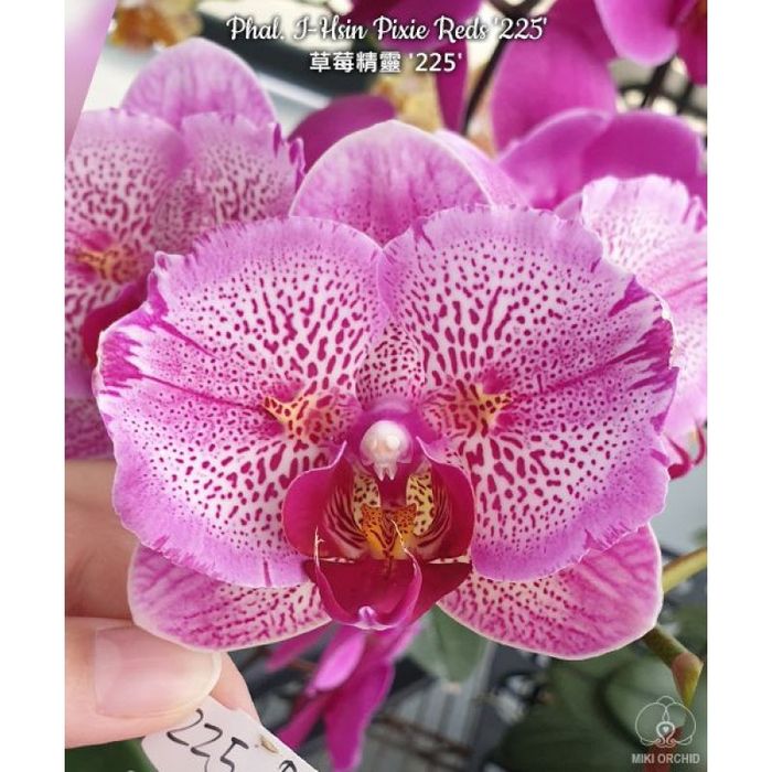 Домашня квітуча орхідея метелик, рожевий антуріум, драцена Лемон