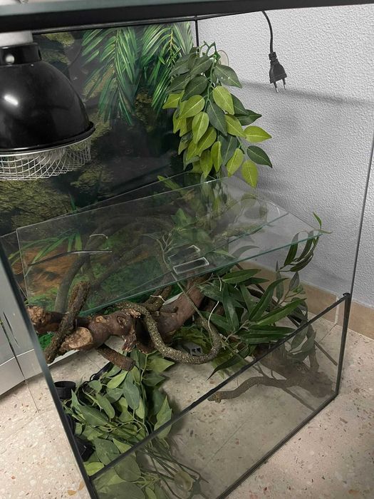 Terrário para répteis