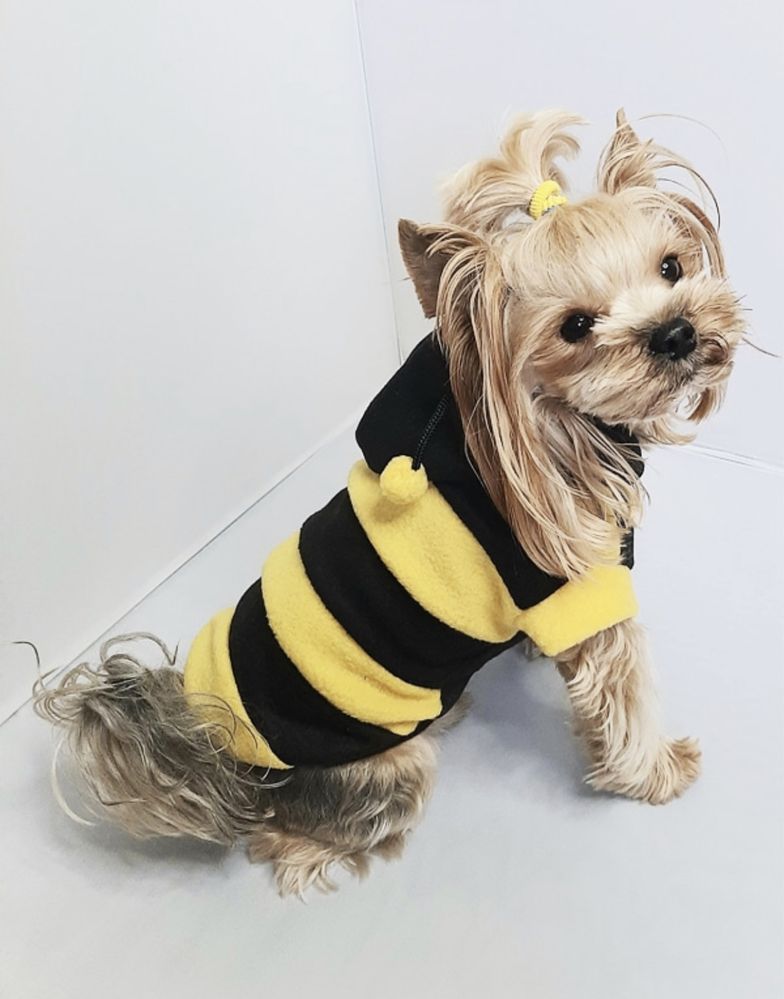 Одежда на маленькую собачку собаку оса пчела