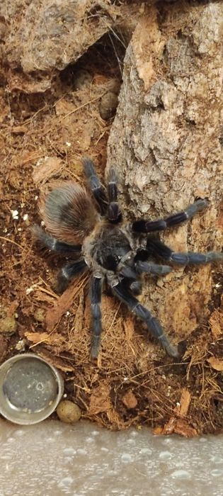 Lasiocyano sazimai,Caribena versicolor samice