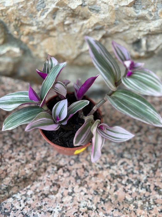 Suculentas sedum  etc