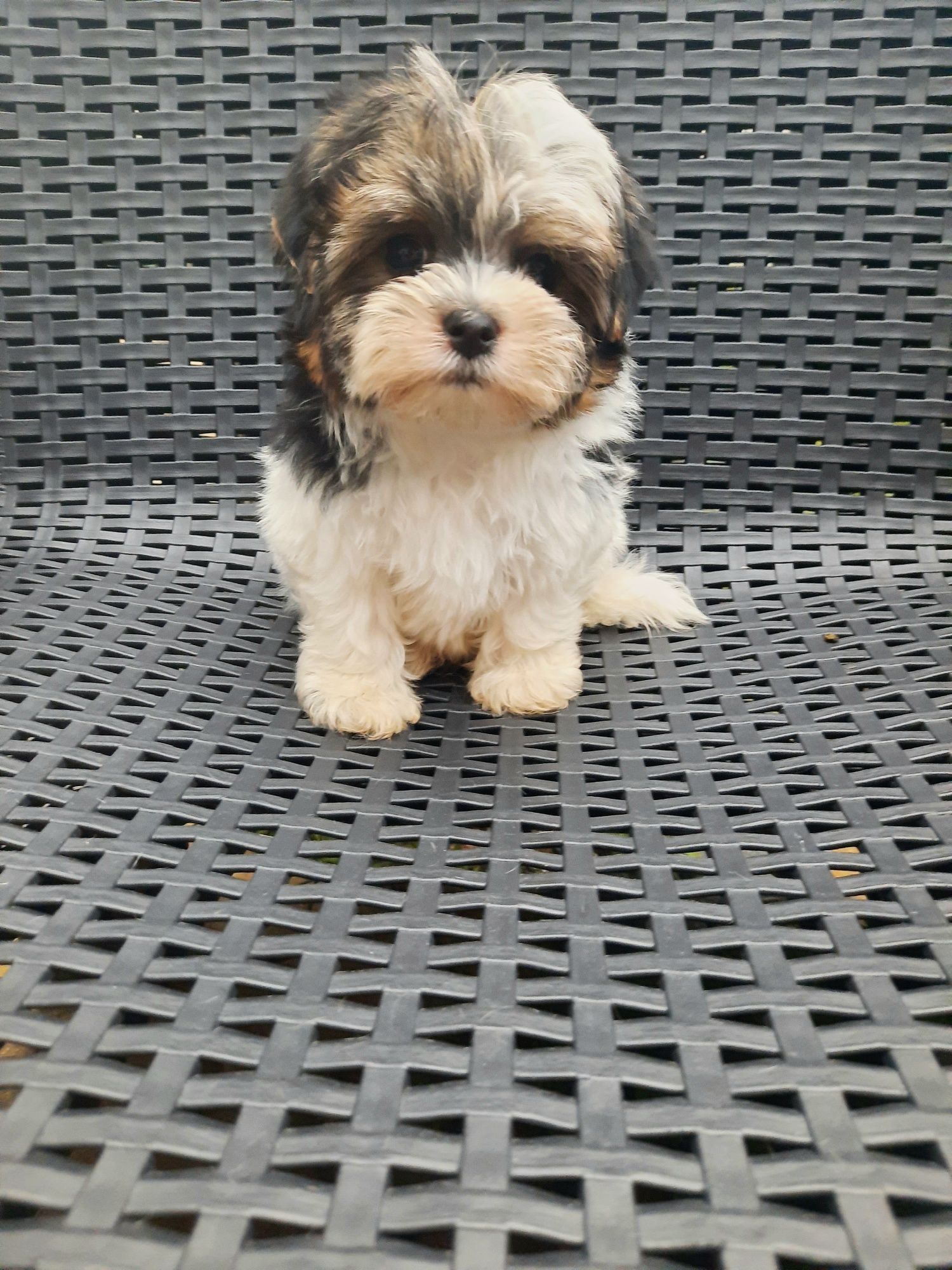 Yorkshire Terrier Biewer samiec miniaturowy