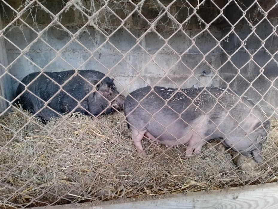 Świnki dorosłe para