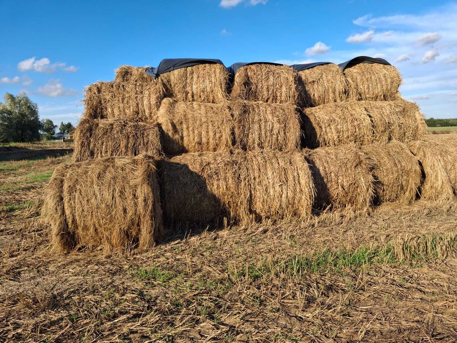 Siano z łąk torfowych