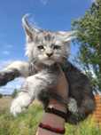 Kocurek Maine Coon