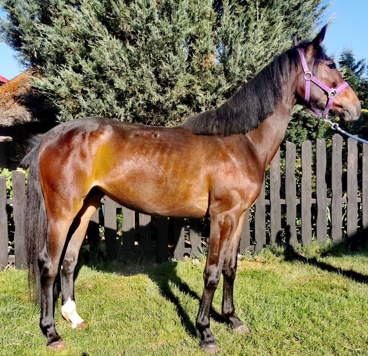 Klacz (Comandor x Lomitas)