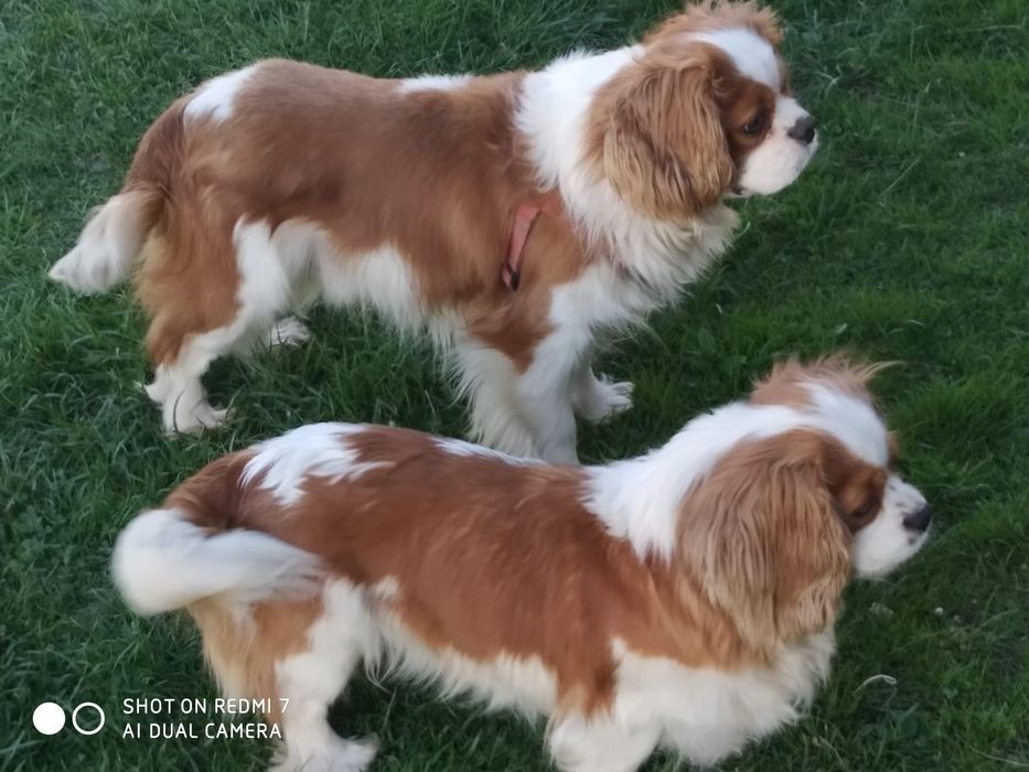 cavalier king charles spaniel