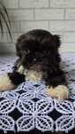 Shih Tzu ciemna czekolada