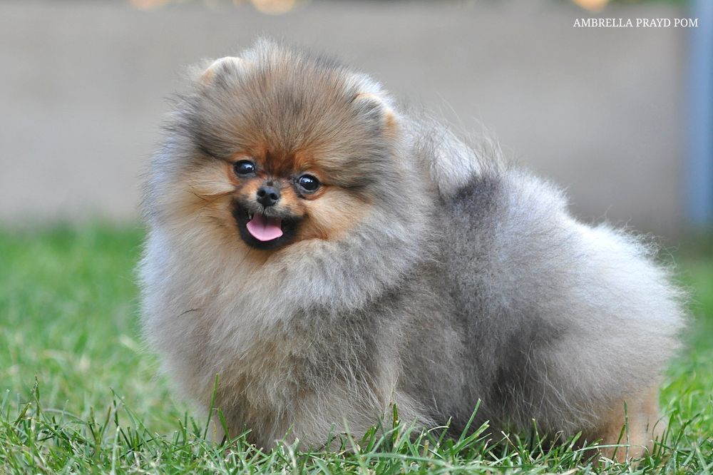 Дівчина Ambrella з брід - перспективою