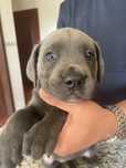 Cane Corso, ler anuncio
