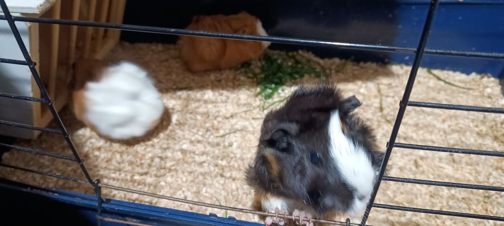 Oddam świnki morskie